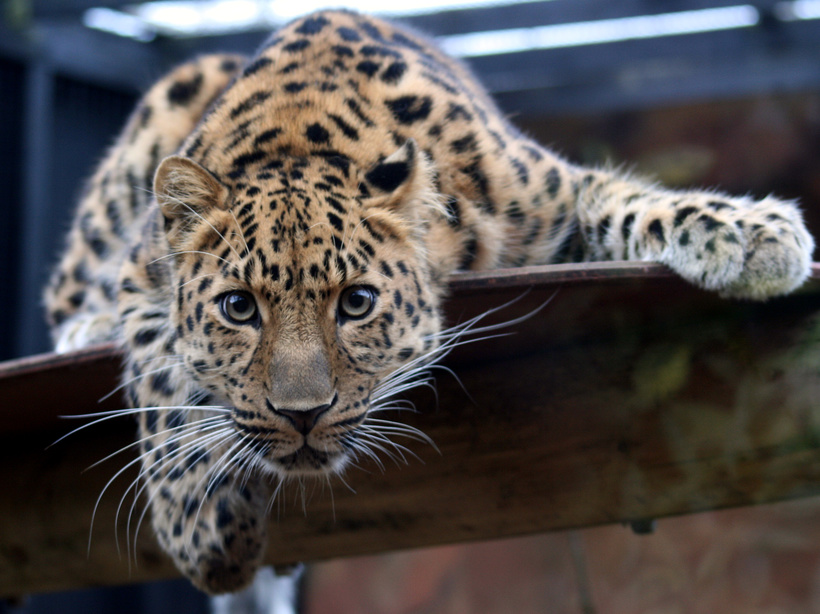 Одиннадцать самых редких животных планеты, которые находятся на грани исчезновения