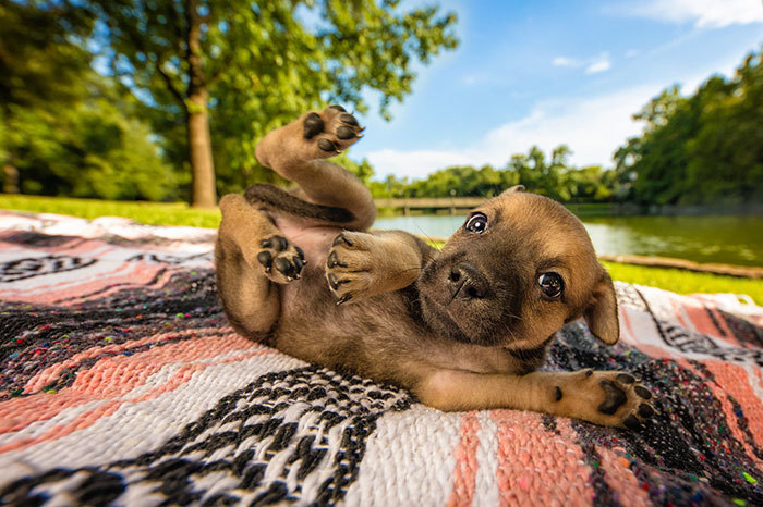Чудесные победители конкурса лучших фотографий собак, которые сделают день прекраснее